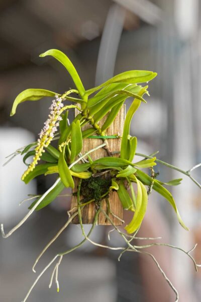 Smitinandia micrantha