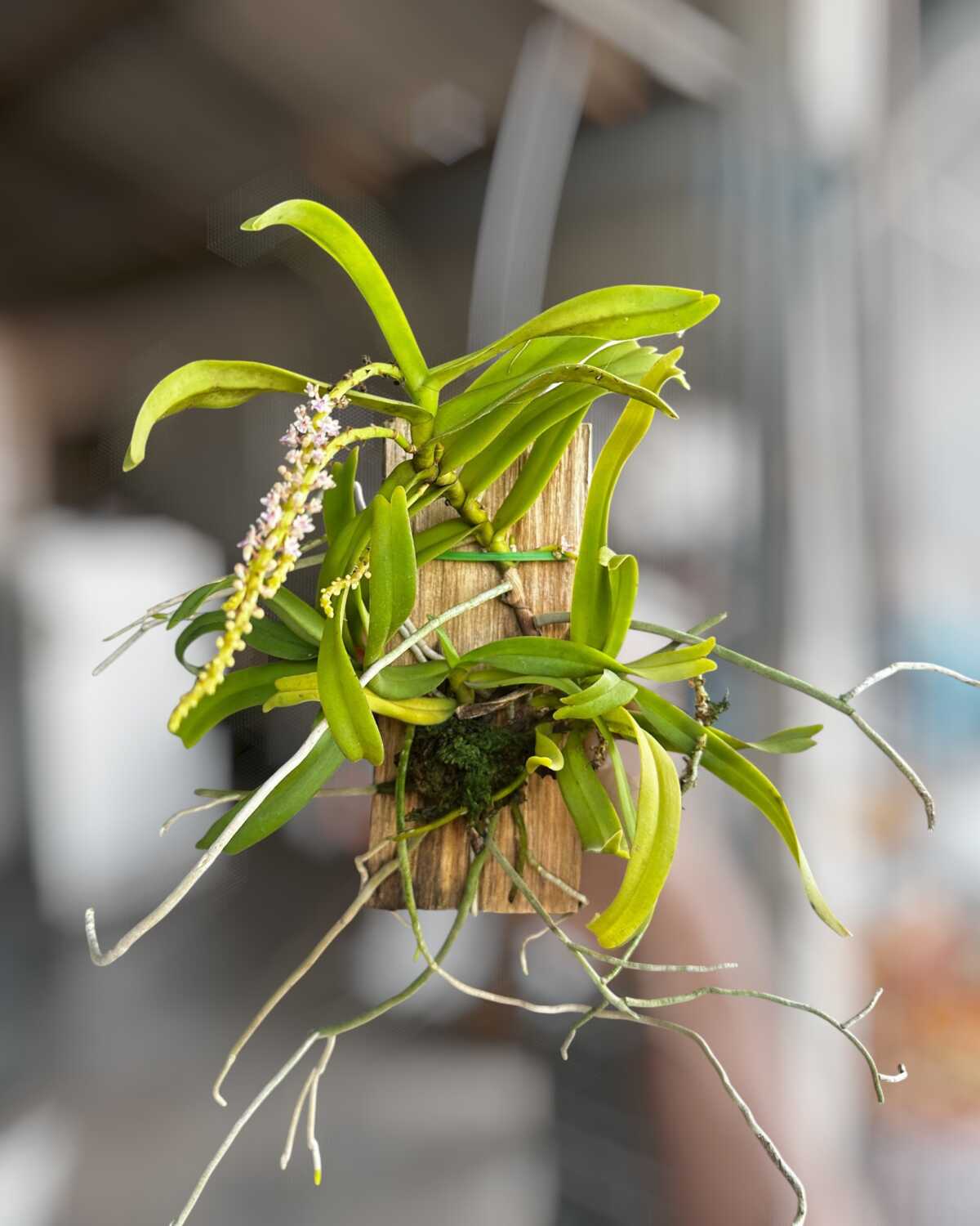 Smitinandia micrantha – Blooming Size - Smitinandia micrantha
