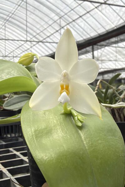 Phalaenopsis bellina alba