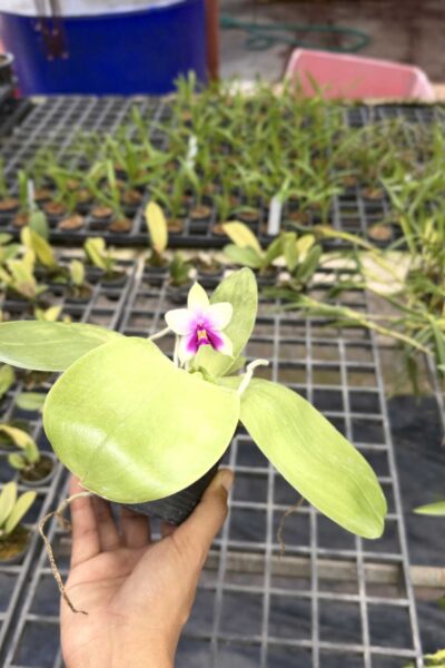 Phalaenopsis bellina