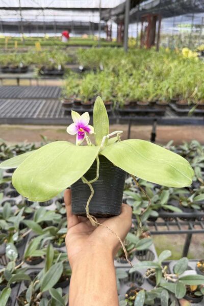 Phalaenopsis bellina,