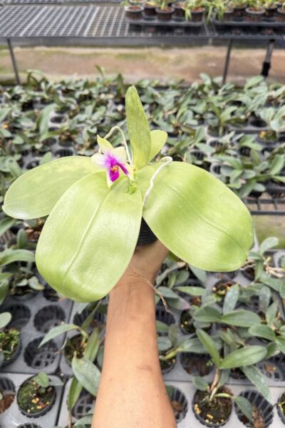Phalaenopsis bellina,