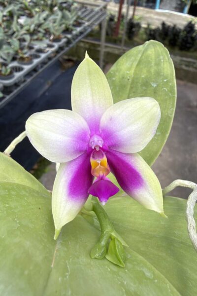 Phalaenopsis bellina,