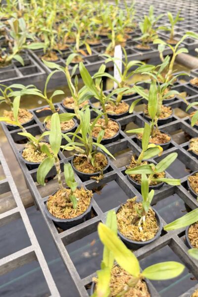 Dendrobium cruentum