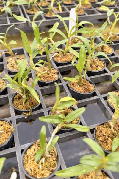 Dendrobium cruentum