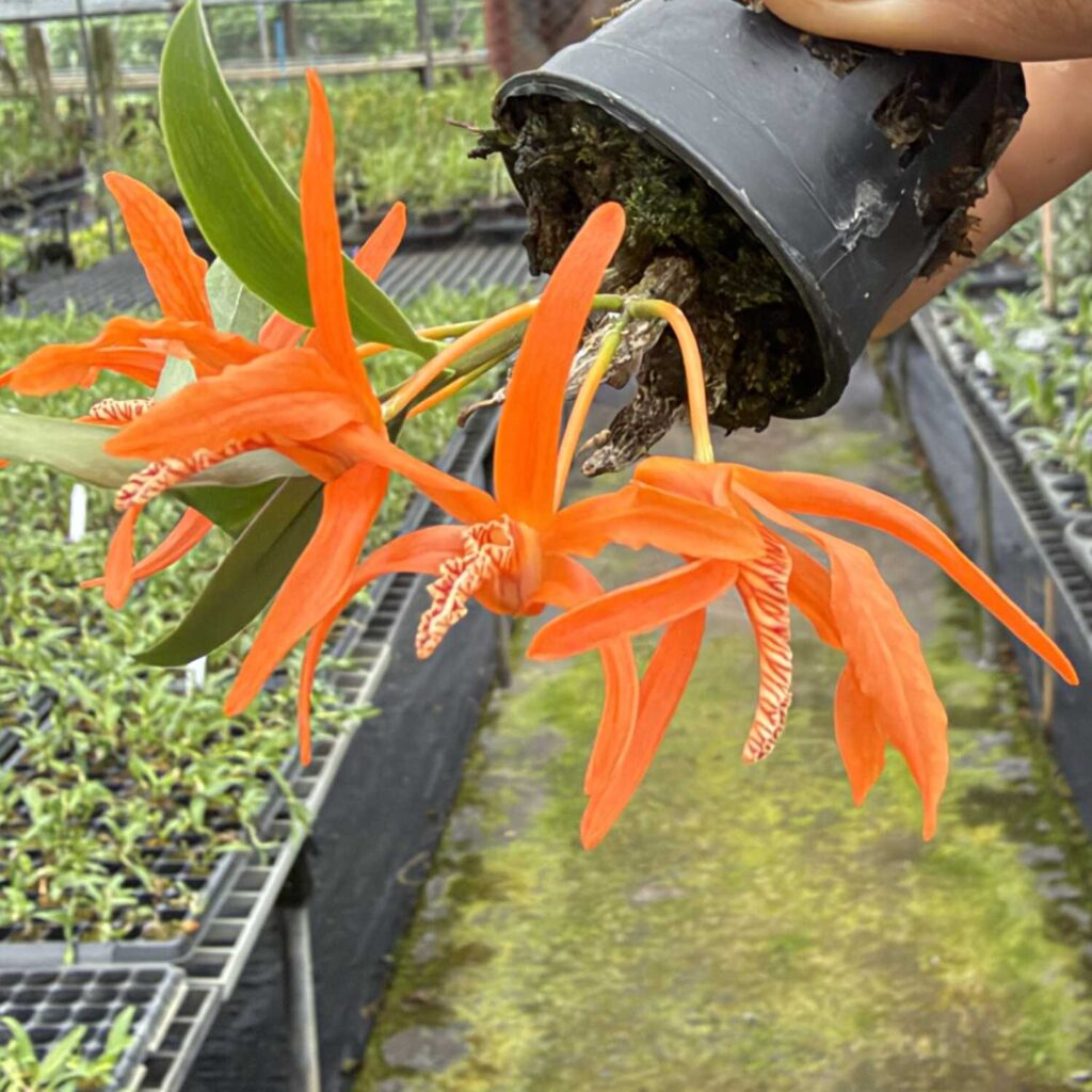 Dendrobium lamyaiae: A Rare Thai Orchid Species for Collectors and Tropical Plant Enthusiasts - Orchid Care & Growing Guides Dendrobium lamyaiae