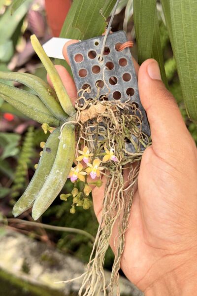 Stereochilus erinaceus