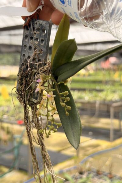 Stereochilus erinaceus