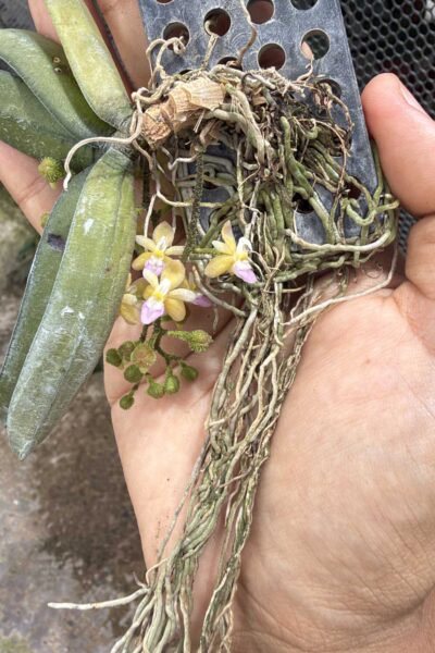Stereochilus erinaceus