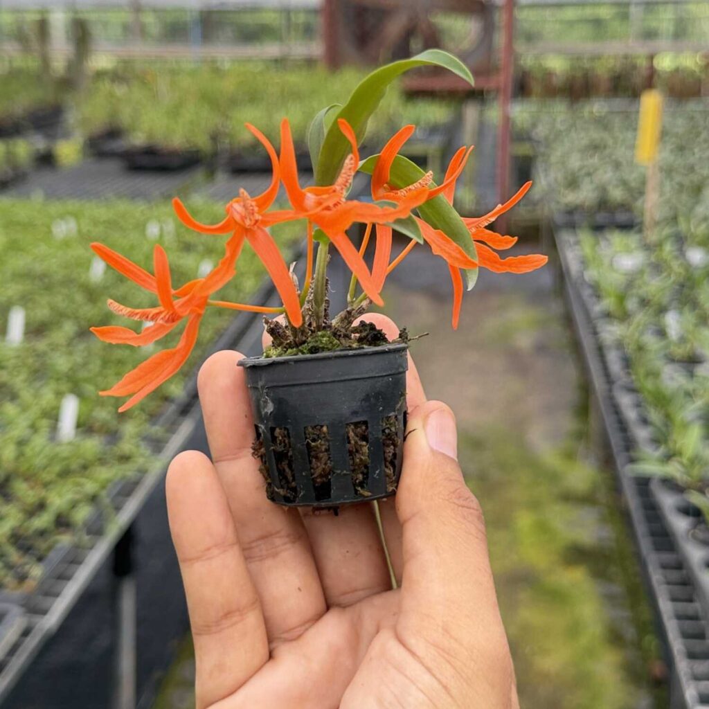 Dendrobium lamyaiae