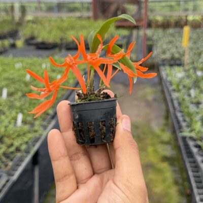 Dendrobium lamyaiae