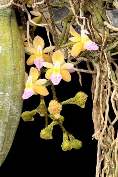 Stereochilus erinaceus