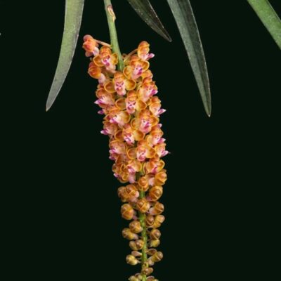 Pomatocalpa bambusarum (Bamboo Orchid)