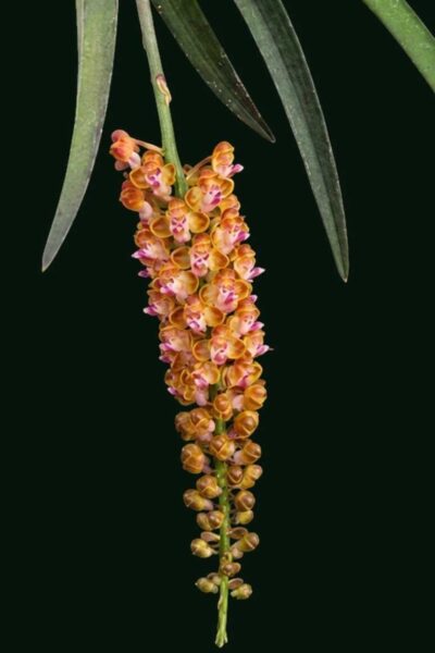 Home - Pomatocalpa bambusarum