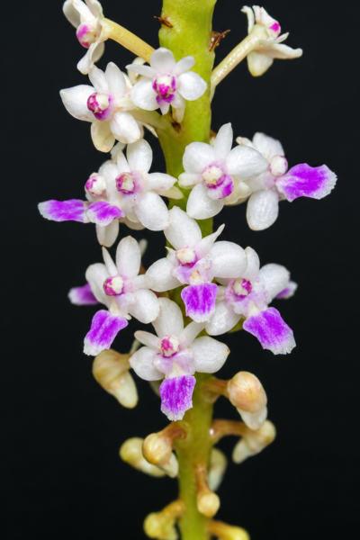 Home - Smitinandia micrantha
