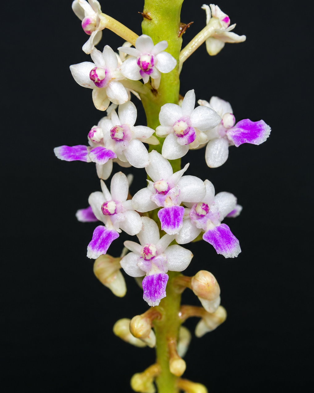 Smitinandia micrantha – Blooming Size - Smitinandia micrantha