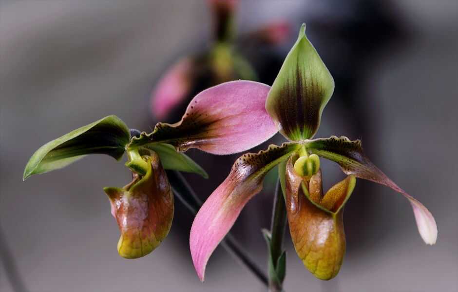 Orchid Care Guide: Tips for Growing Healthy Tropical Plants - Orchid Care & Growing Guides Close-up of a colorful Paphiopedilum orchid's vibrant bloom showcasing intricate details.