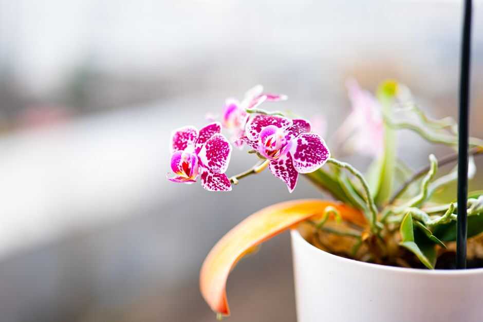 Orchid Care Guide: Tips for Growing Healthy Tropical Plants - Orchid Care & Growing Guides Purple and white Phalaenopsis orchid with speckled petals in a white flowerpot.
