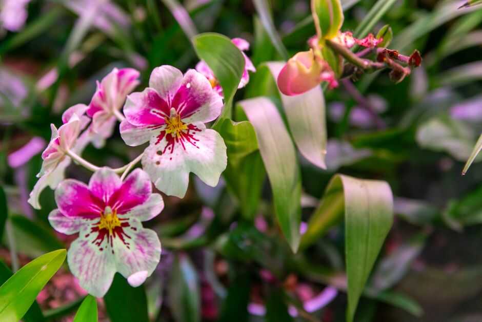 Orchid Care Guide: Tips for Growing Healthy Tropical Plants - Orchid Care & Growing Guides Close-up of colorful Miltoniopsis orchids showcasing their vivid blooms and lush greenery.