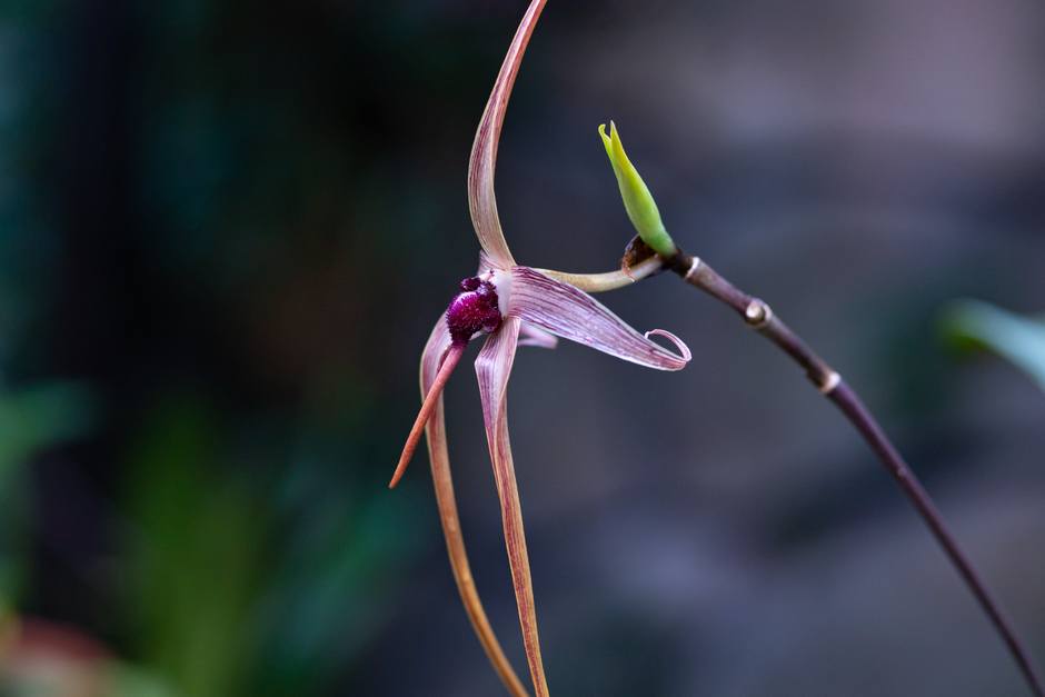 Orchid Care Guide: Tips for Growing Healthy Tropical Plants - Orchid Care & Growing Guides Close-up of an exotic orchid flower showcasing delicate petals and intricate details.