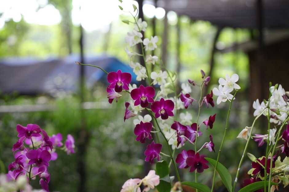 Orchid Care Guide: Tips for Growing Healthy Tropical Plants - Orchid Care & Growing Guides Captivating display of purple and white orchids blooming vibrantly in a lush outdoor garden setting.