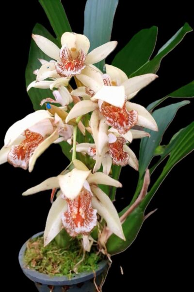 Home - Coelogyne asperata