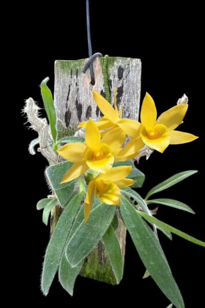 Home - Dendrobium senile