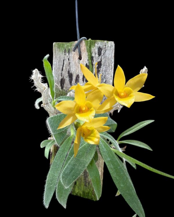 Dendrobium Senile (Wood Mounted) For Sale - SibOrchid.com