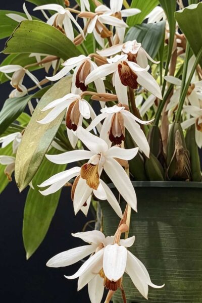 Home - Coelogyne-Pachystachya