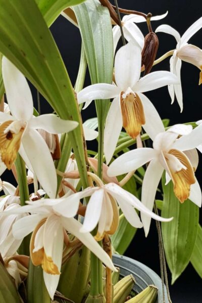 Coelogyne-Pachystachya