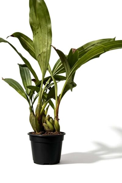 Coelogyne pachystachya