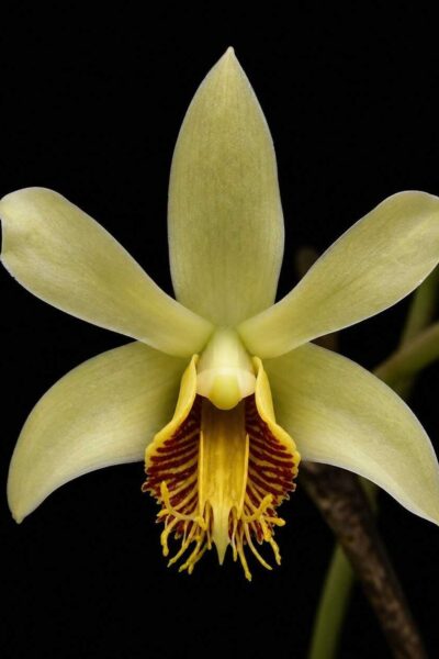 Dendrobium venustum 