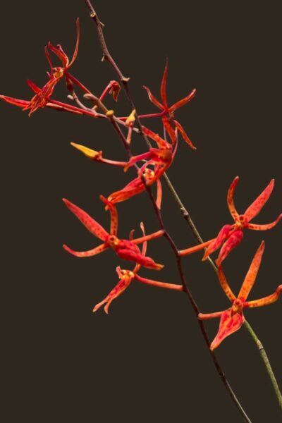 Home - Renanthera matutina (Blooming Size)