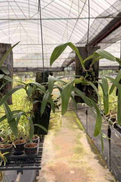 Bulbophyllum hirtum,
