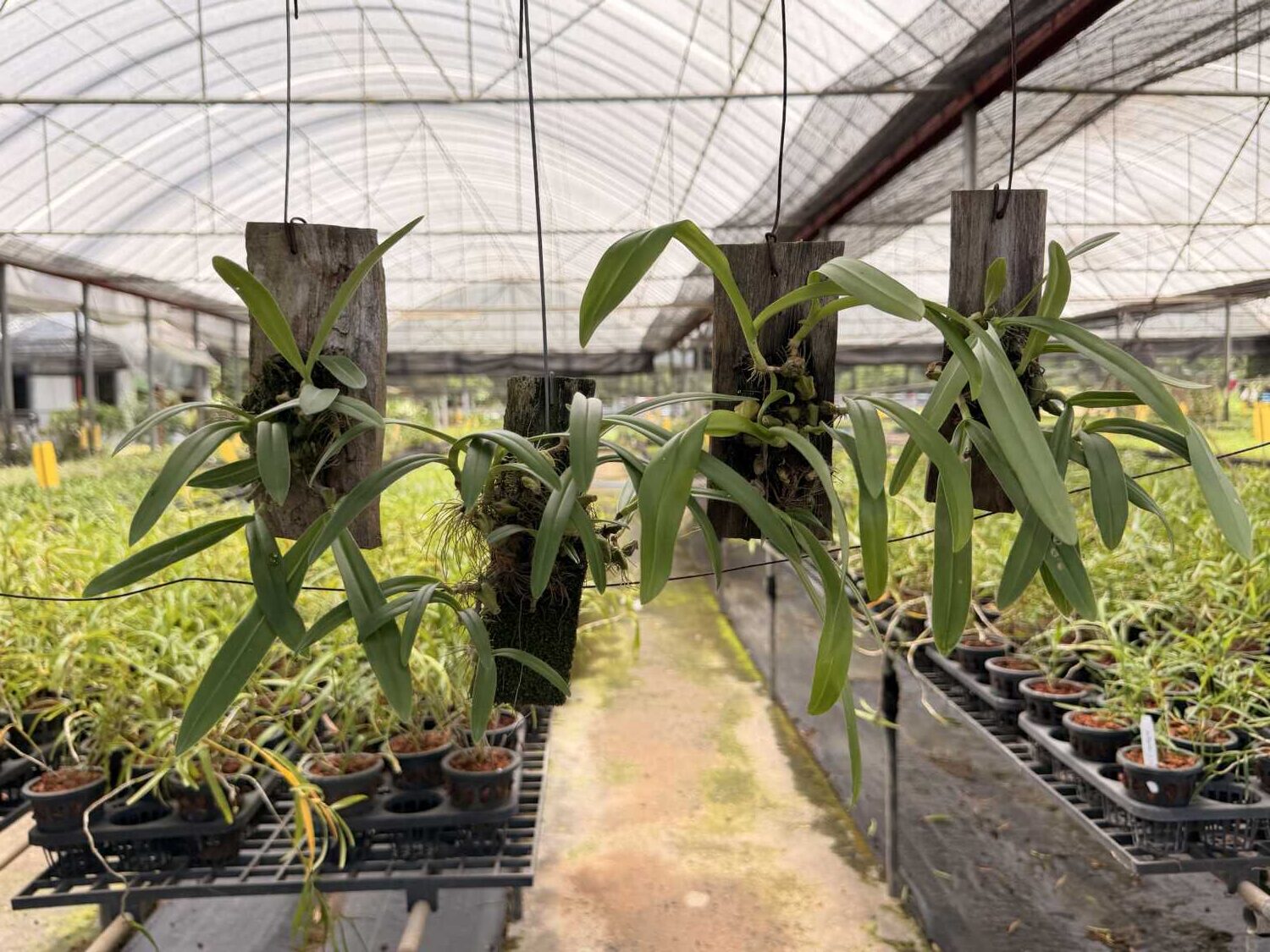 Bulbophyllum hirtum (Blooming Size) - Bulbophyllum hirtum,