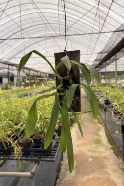 Bulbophyllum hirtum,