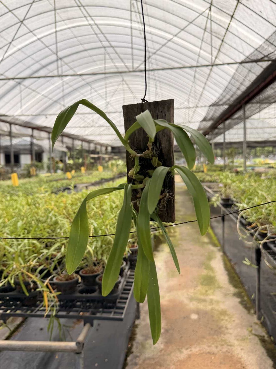 Bulbophyllum hirtum (Blooming Size) - Bulbophyllum hirtum,