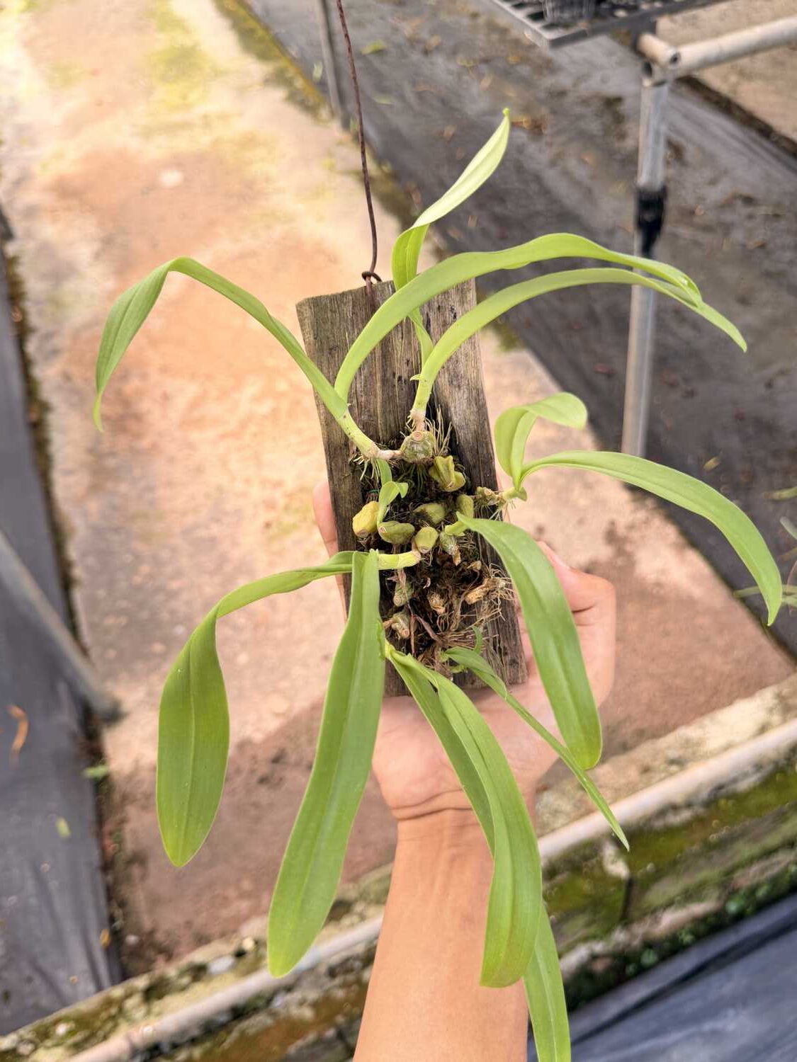 Bulbophyllum hirtum (Blooming Size) - Bulbophyllum hirtum,