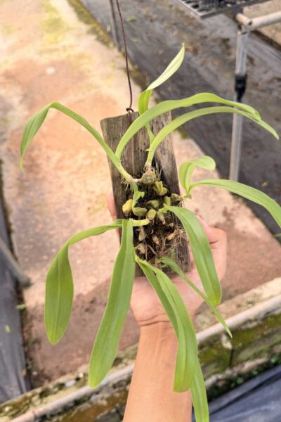 Bulbophyllum hirtum,
