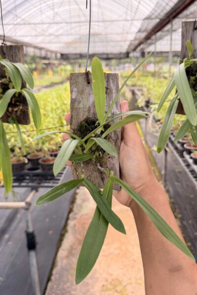 Bulbophyllum hirtum,