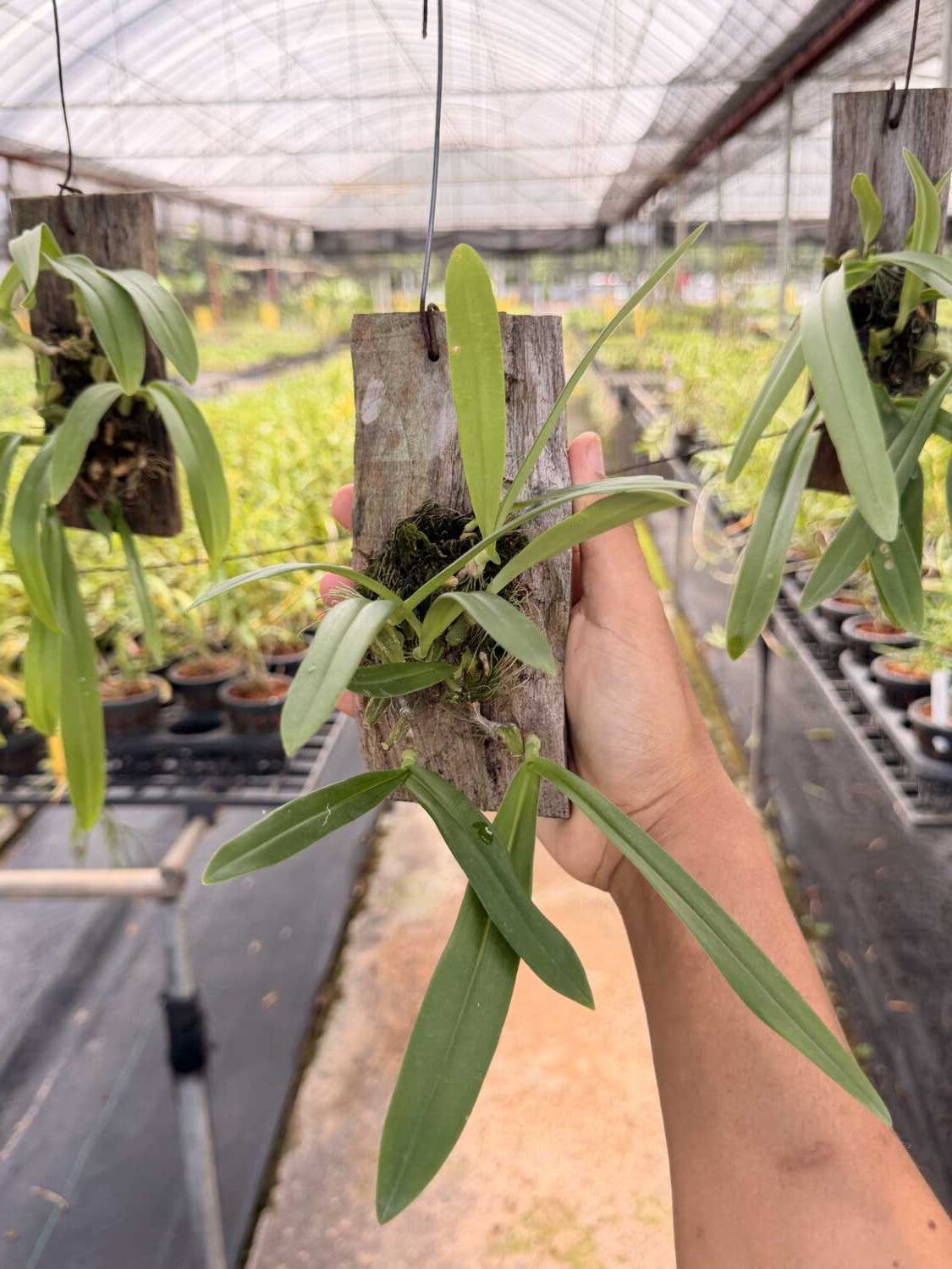 Bulbophyllum hirtum (Blooming Size) - Bulbophyllum hirtum,