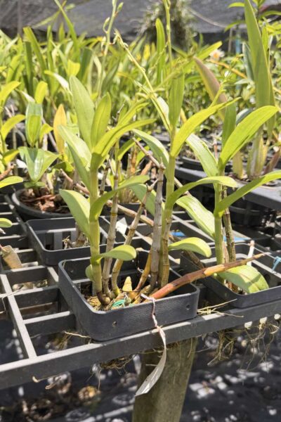 Dendrobium venustum 