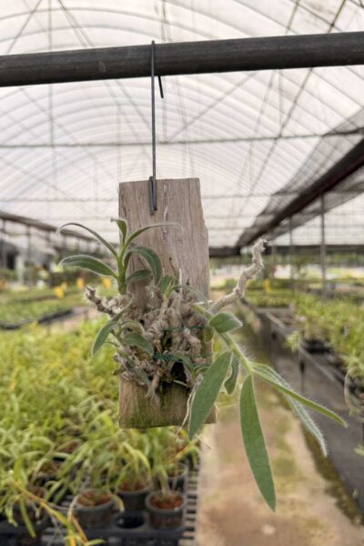 Dendrobium senile