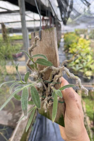 Dendrobium senile
