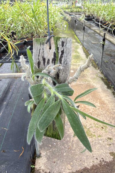 Dendrobium senile