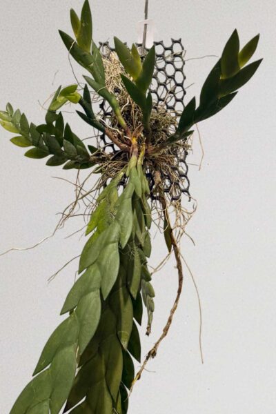 Dendrobium keithii