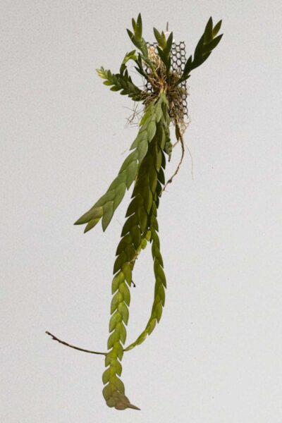Dendrobium keithii