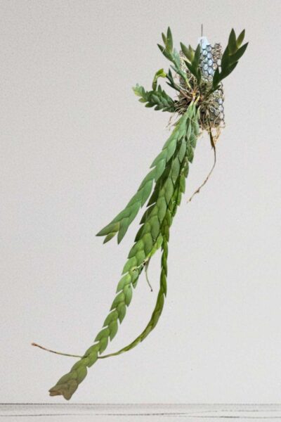 Dendrobium keithii