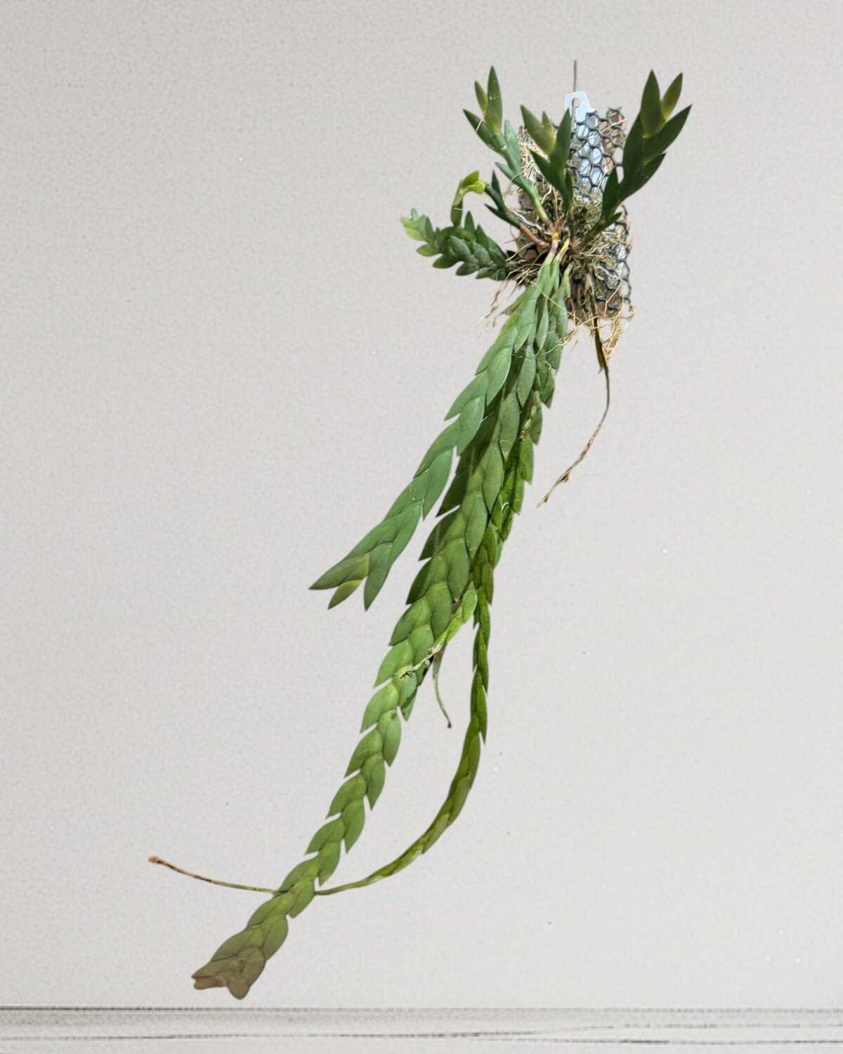 Dendrobium keithii - Dendrobium keithii