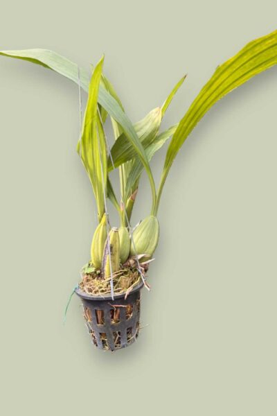 Home - Coelogyne pendurata
